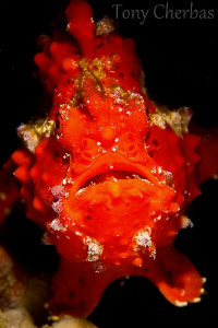 Frogfish on Kirby's Rock by Tony Cherbas 